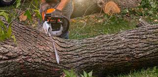 Best Root Management and Removal  in Maysville, GA