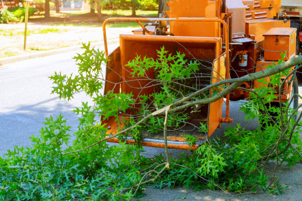 Best Lawn Renovation and Restoration  in Maysville, GA