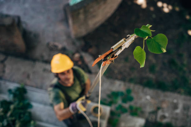 Best Tree Health Inspection  in Maysville, GA