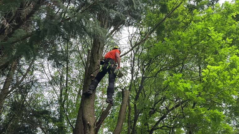 Best Tree Trimming and Pruning  in Maysville, GA