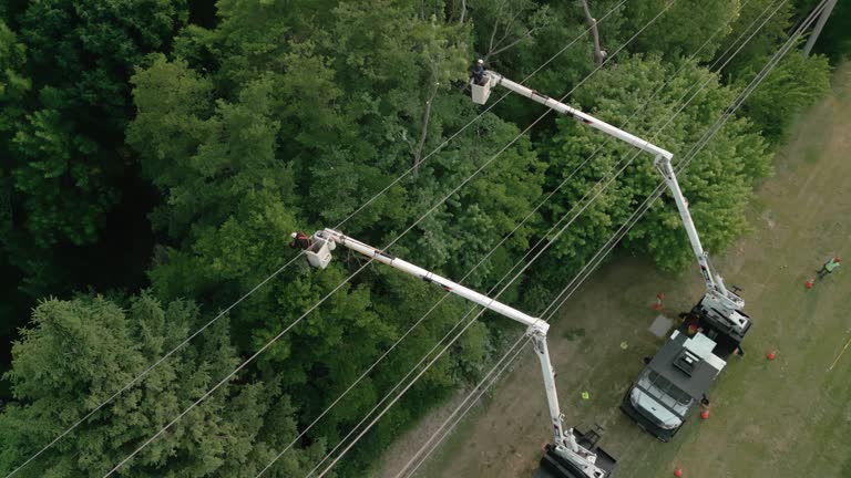 How Our Tree Care Process Works  in  Maysville, GA
