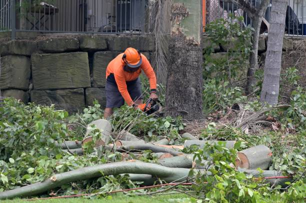 Best Utility Line Clearance  in Maysville, GA
